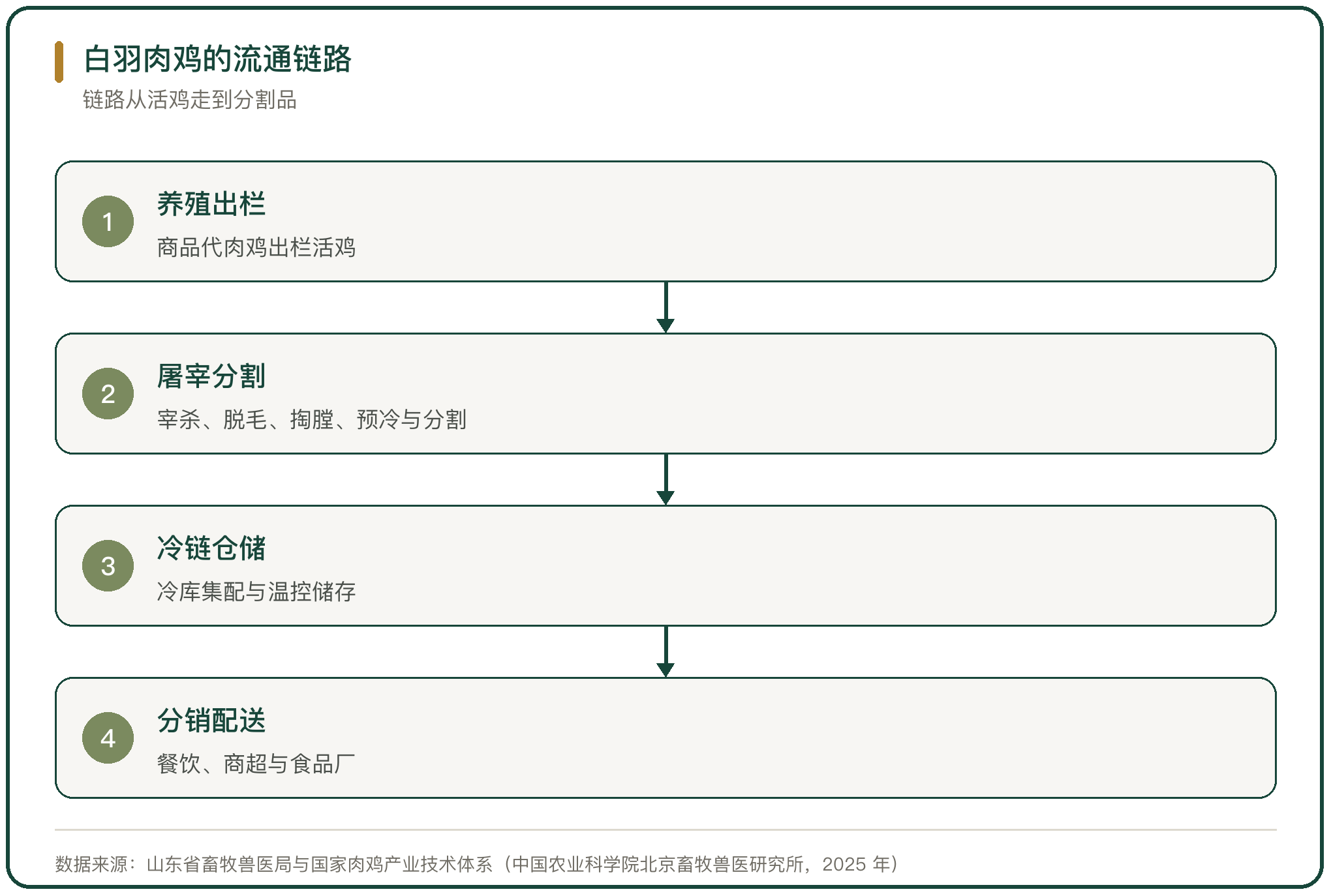 白羽肉鸡的流通链路