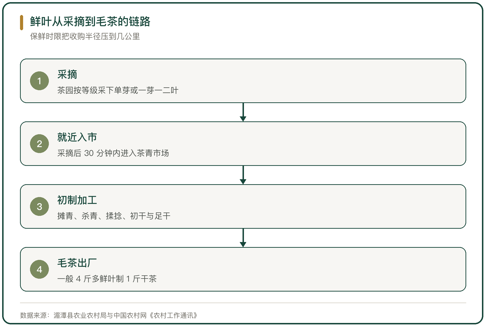 鲜叶从采摘到毛茶的链路