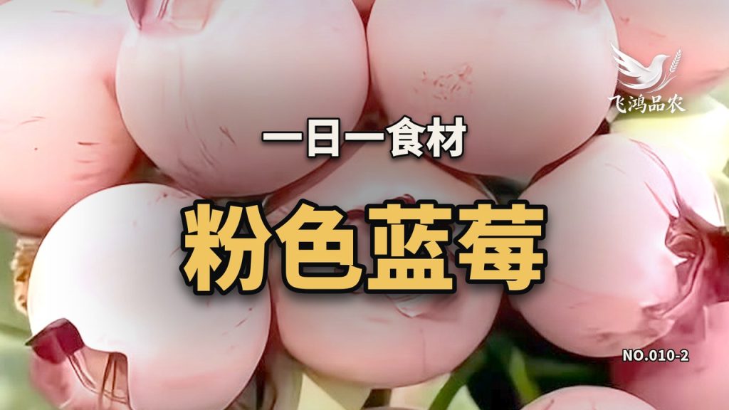 粉色蓝莓一盒 125 克批发 160 元，折一斤 640 元